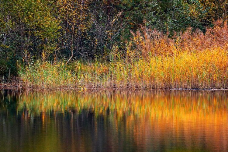 Lake Reeds Bank Reflection  - Tho-Ge / Pixabay